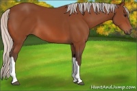 Horse Color:Silver Bay