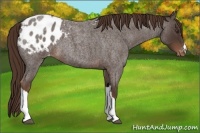 Horse Color:Liver Red Roan Appaloosa