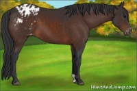 Horse Color:Brown Appaloosa