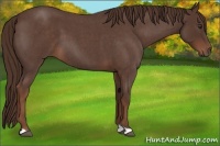 Horse Color:Liver Red Roan
