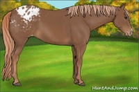Horse Color:Chestnut Appaloosa
