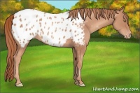Horse Color:Gold Champagne Appaloosa 