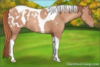 Horse Color:Gold Champagne Tobiano Blanket