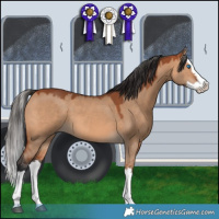 Horse Color:Bay Dun Splash 