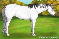 Horse Color:Brown Sabino Frame 