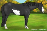 Horse Color:Liver Chestnut Frame 