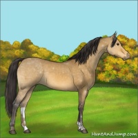 Horse Color:Buckskin Dun Rabicano 