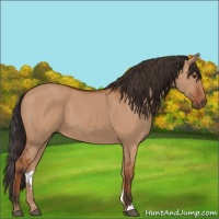 Horse Color:Bay Dun 