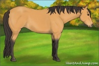 Horse Color:Buckskin