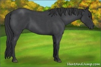 Horse Color:Blue Roan 