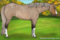 Horse Color:Gray Silver Bay Roan Dun