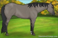 Horse Color:Grullo 