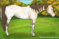 Horse Color:Buckskin Onyx Near Leopard 