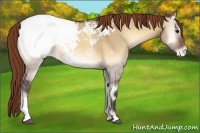 Horse Color:Buckskin Onyx Snowcap 