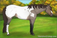Horse Color:Brown Roan Dun Appaloosa 