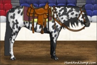 Horse Color:Black Near Leopard 