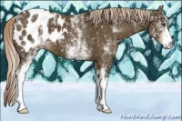 Horse Color:White Spotted Chocolate Palomino Appaloosa