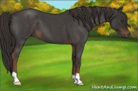 Horse Color:Liver Red Roan 