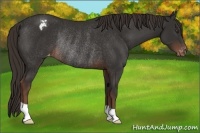 Horse Color:Liver Chestnut Appaloosa Rabicano