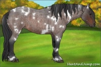 Horse Color:White Spotted Brown Roan 