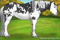 Horse Color:White Spotted Black Sabino Splash 