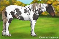 Horse Color:White Spotted Liver Chestnut Tobiano Rabicano