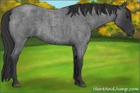Horse Color:Blue Roan 