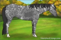 Horse Color:Black Ice 