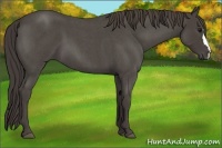 Horse Color:Smoky Blue Roan