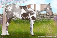 Horse Color:White Spotted Liver Chestnut 