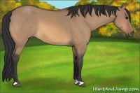 Horse Color:Bay Dun