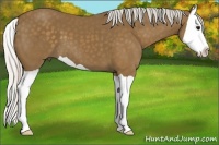 Horse Color:Silver Smoky Black Splash 