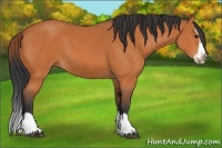 Horse Color:Bay Splash Frame