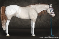 Horse Color:White Spotted Brown Pearl Dun Sabino Splash Appaloosa 
