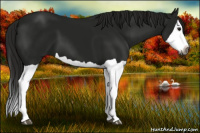 Horse Color:Gray Smoky Black Splash