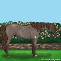 Horse Color:Liver Red Roan 