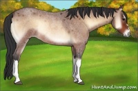 Horse Color:Bay Roan Onyx Rabicano