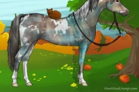 Horse Color:Plaid  White Spotted Brown Dun Rabicano 