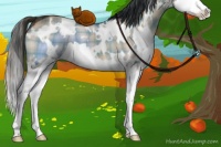 Horse Color:Plaid  White Spotted Bay Dun Splash 