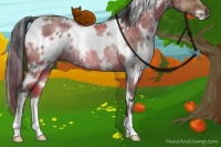 Horse Color:Plaid  White Spotted Bay Dun Rabicano 