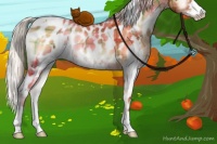 Horse Color:Plaid White Spotted Silver Bay Onyx Sabino Appaloosa Rabicano