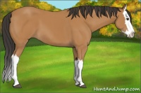 Horse Color:Bay Splash 