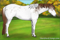 Horse Color:Gray White Spotted Chestnut Tobiano Near Leopard