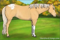 Horse Color:Palomino Varnish Rabicano 