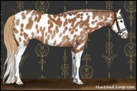 Horse Color:Chestnut Splash Appaloosa 