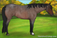 Horse Color:Gray Bay Roan 