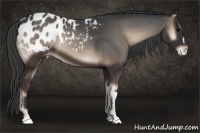 Horse Color:Blue Onyx Appaloosa