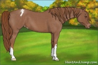Horse Color:Red Roan Appaloosa 