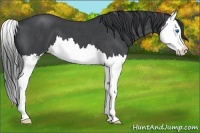 Horse Color:Blue Roan Splash 
