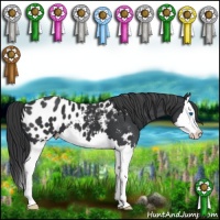 Horse Color:Black Splash Appaloosa 